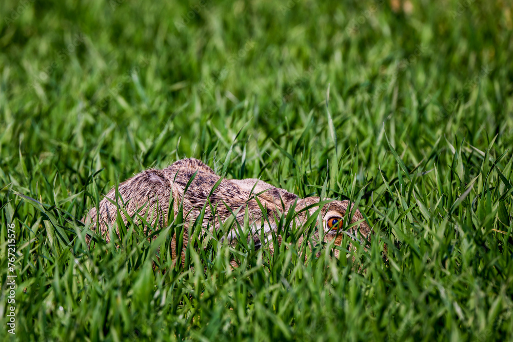 Obraz premium a hare hiding in green wheat.