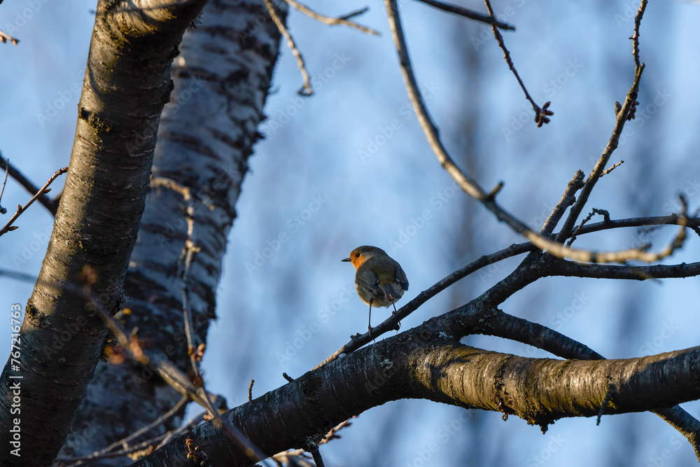 (Erithacus rubecula) sits on a tree branch (Erithacus rubecula) sits on a tree branch