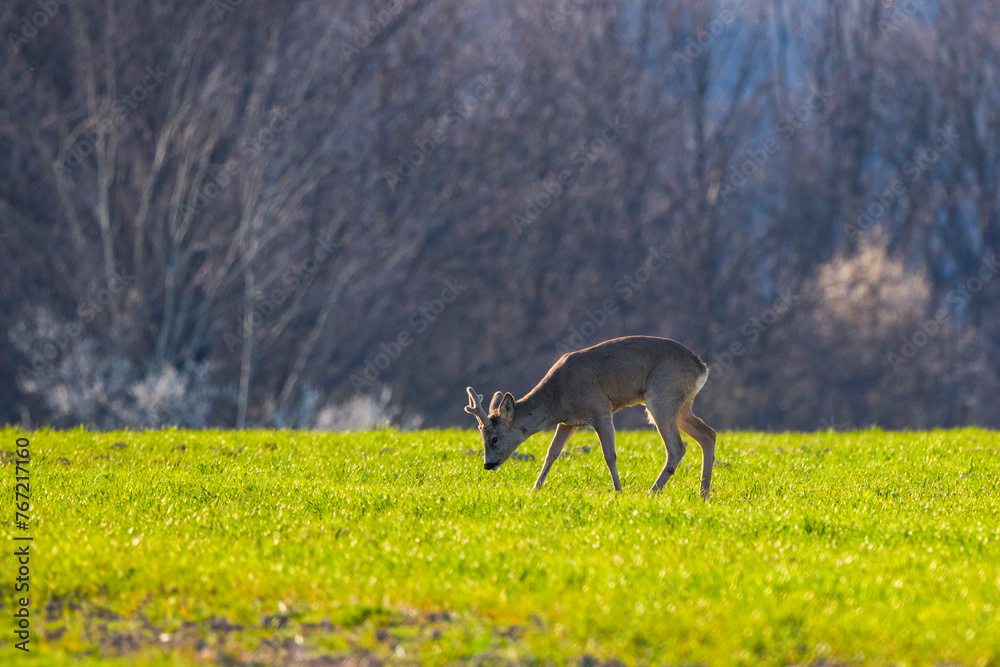 Naklejka premium a male deer in the field of wheat on a spring day.