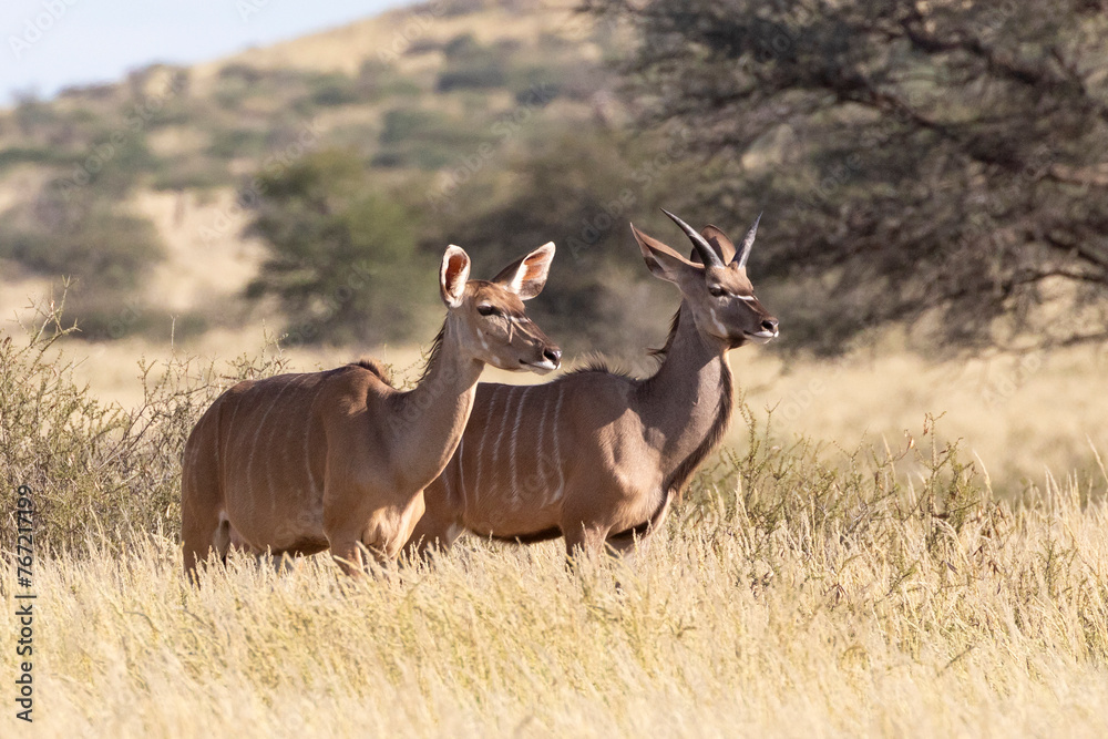 Fototapeta premium Greater Kudu (Tragelaphus strepsiceros) young male and female looking alert on sensing a predator in grassland savanna, Kalahari, Northern Cape, South Africa