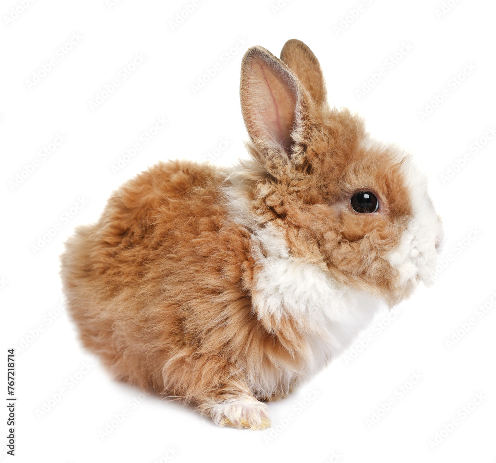 Fluffy rabbit isolated on white. Cute pet Fluffy rabbit isolated on white. Cute pet