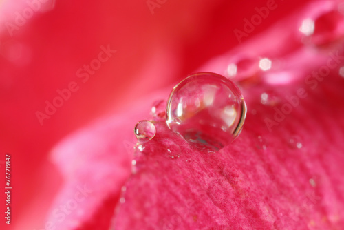 Beautiful flower with water drops, macro view