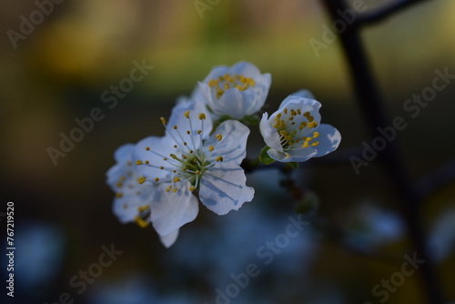 Baumblüte im Frühling, weiße Kirschenblüte, Pflaumenkirsche, schattiger Hintergrund in abendlicht