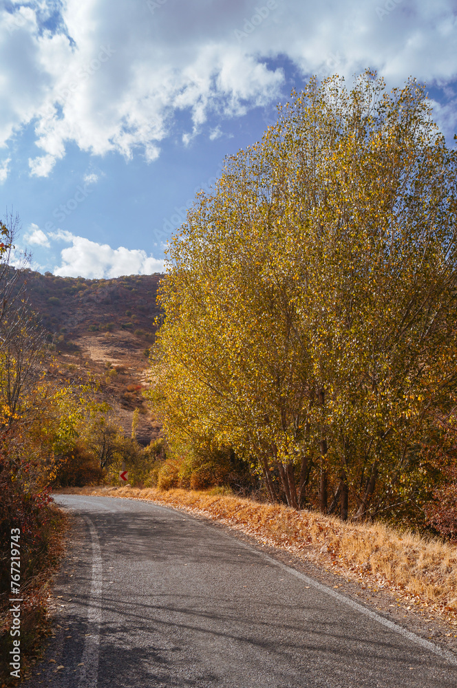 Fototapeta premium road in autumn