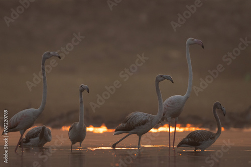 Greater Flamingos in the morning at Bhigwan bird sanctuary, India