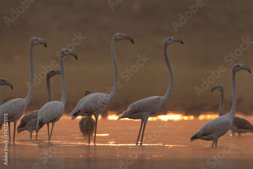 A backlit image of Greater Flamingos during sunrise at Bhigwan bird sanctuary  India