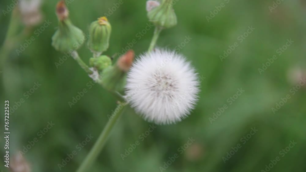 Close-up video of dandelion flower head, natural background with bird sound. Close-up video of dandelion flower head, natural background with bird sound.