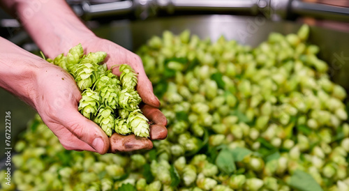Close up of hands holding green hops