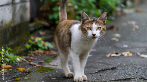 日本の路地の野良猫