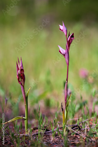 Long Lipped Serapias or Plow-Share Serapias. Serapias is a genus of terrestrial orchids that can be found all over southern Europe to Asia Minor. photo