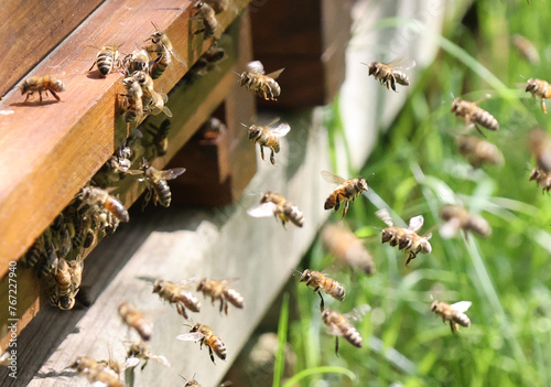 Bees flying around beehive. Beekeeping concept