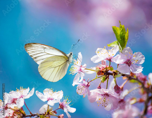 butterfly flying insect on flower nature in garden spring