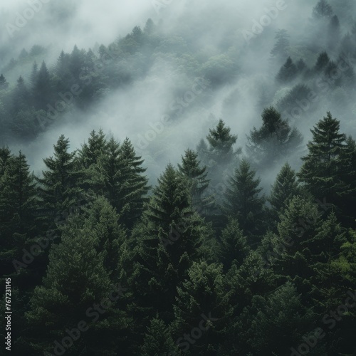 Foggy Forest with Distinct Tree Silhouettes