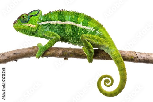 A chameleon on a branch against an isolated white background. A full-bodied green chameleon in the style of nature