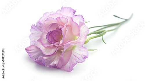 Beautiful Lisianthus flower isolated on white background ,Generative ai,