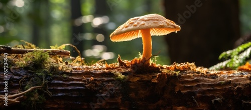 A mushroom on a tree trunk in a forest