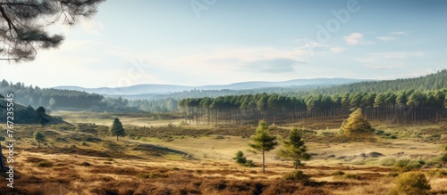 Trees and mountain scenic landscape