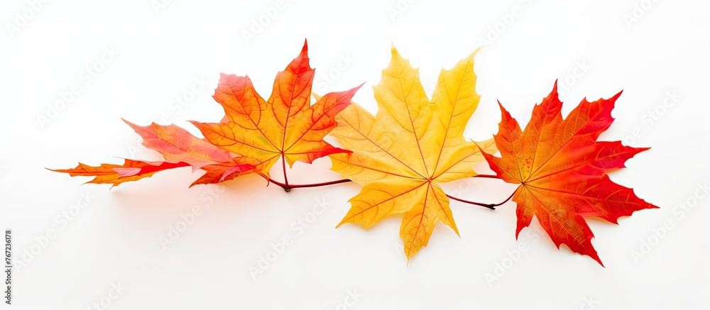 Three leaves of different colors on a white surface