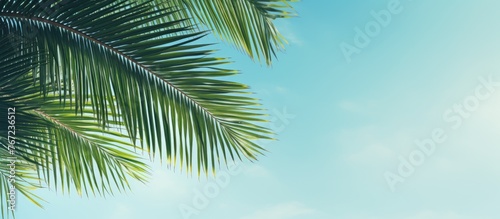 A palm tree against a clear blue sky