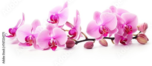 Purple orchids on a white background