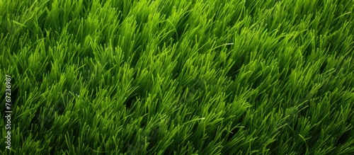 Green grass field with small leaves