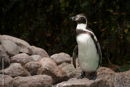 Pinguin im Zoo von Nyköping auf Falster in Dänemark