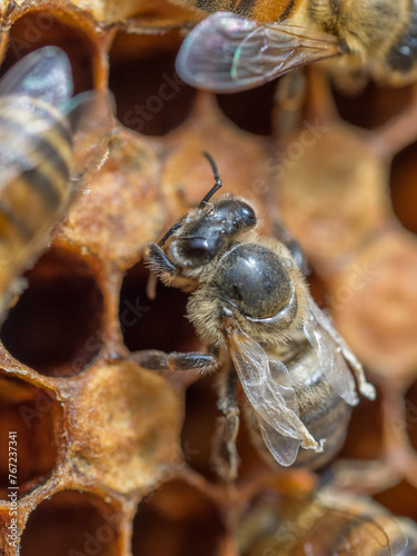 Honey Bee, Apis mellifera, Worker with Deformed Wing Virus on Comb