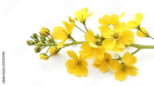 Blossoms, rapeseed flowers isolated on white background ,Generative ai photo