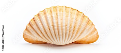 A close-up of a seashell on a white background