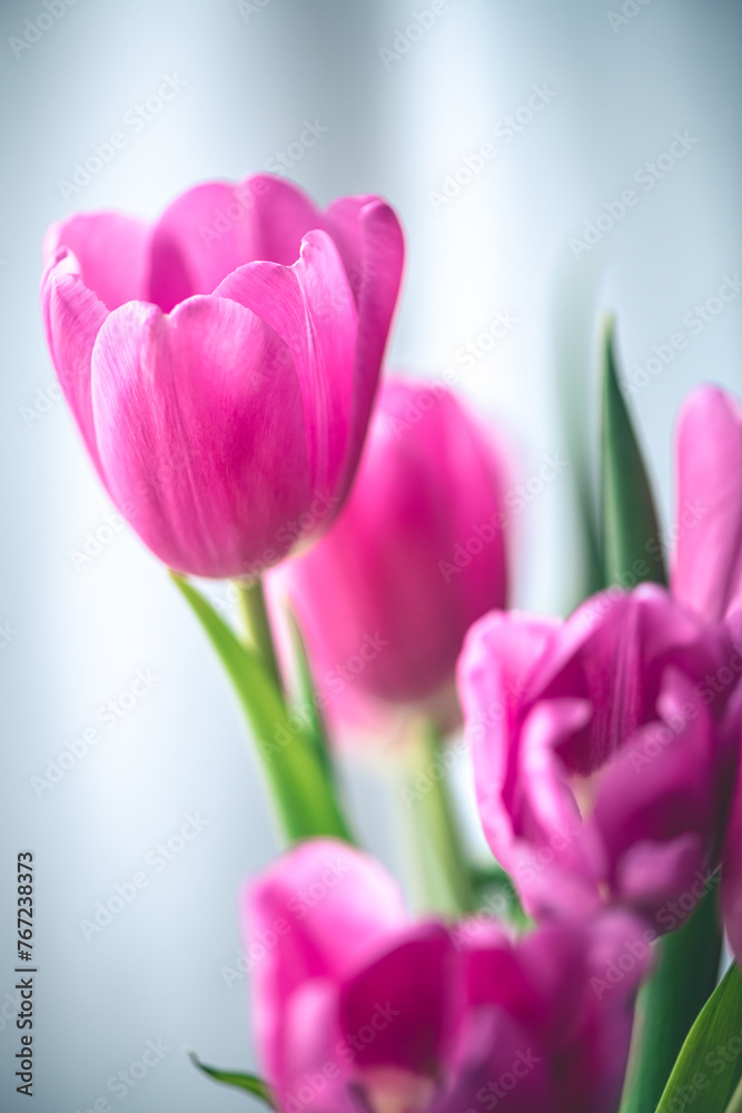 Pink tulips on window background with white tulle Pink tulips on window background with white tulle