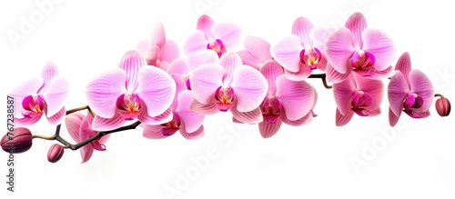 Pink flower on stem against white background