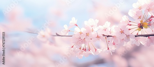 Close-up of a cherry tree branch