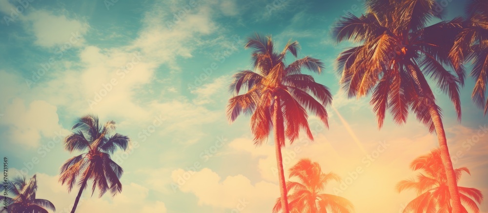 Palm trees under sunny blue sky and clouds