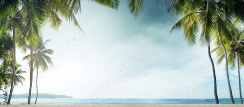 A serene beach with tall palm trees and clear blue skies