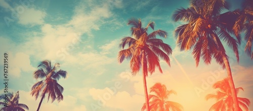 Palm trees under sunny blue sky and clouds