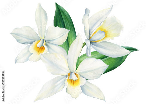 Vanilla flower watercolor realistic painting isolated on White background. Orchid exotic flower  pods and sticks