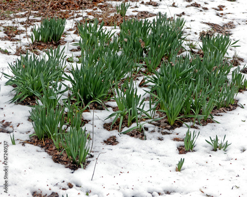 Daffodils in snow. Narcissus is a genus of predominantly spring flowering perennial plants of the amaryllis family.