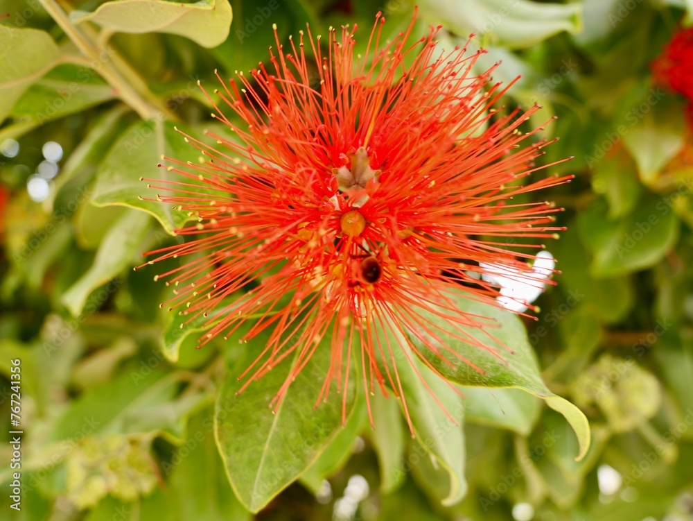 Red flowers of New Zealand Christmas tree, and iron tree, pōhutukawa (Metrosideros excelsa), family Myrtaceae, Valencia, Spain Red flowers of New Zealand Christmas tree, and iron tree, pōhutukawa (Metrosideros excelsa), family Myrtaceae, Valencia, Spain