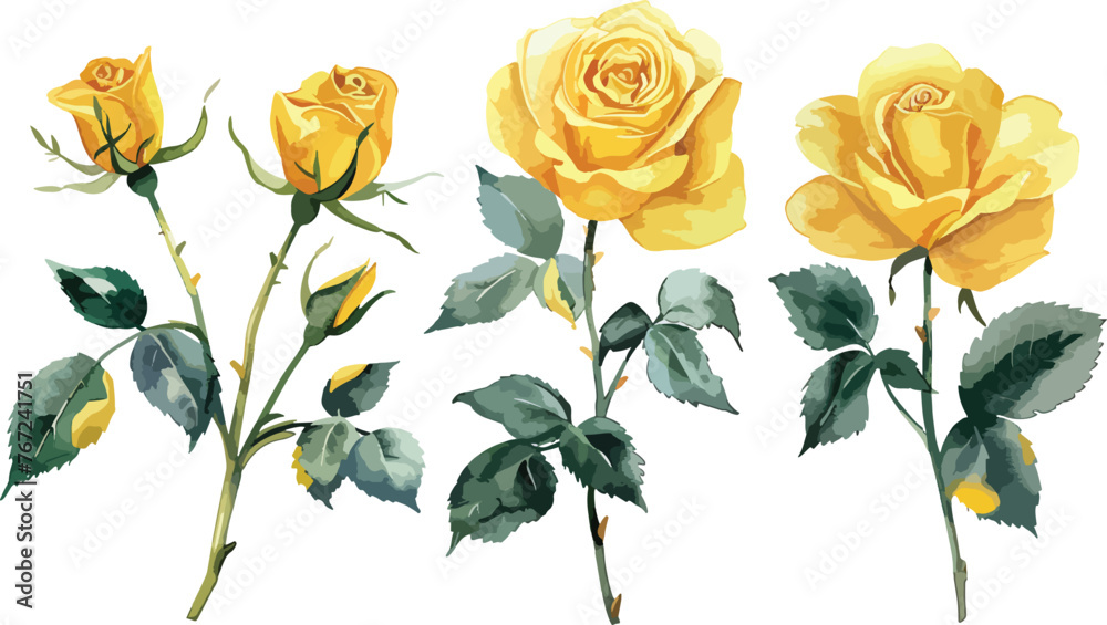 Yellow Rose flower with buds and leaves set of blooming plant watercolor illustration on white background. Elements for romantic floral decoration, wedding stationary, greetings, anniversary. - obrazy, fototapety, plakaty 