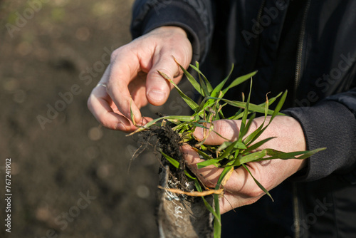 A man in a field holds cereal sprouts in his hand. The concept of the profession of agronomist or farmer.