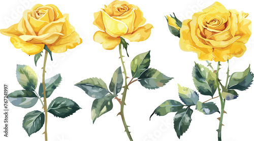 Yellow Rose flower with buds and leaves set of blooming plant watercolor illustration on white background. Elements for romantic floral decoration, wedding stationary, greetings, anniversary.