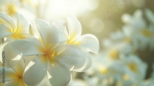 Beautiful white flower. Small beautiful white Gardenia jasminoides,  ,Generative ai, © mangsi