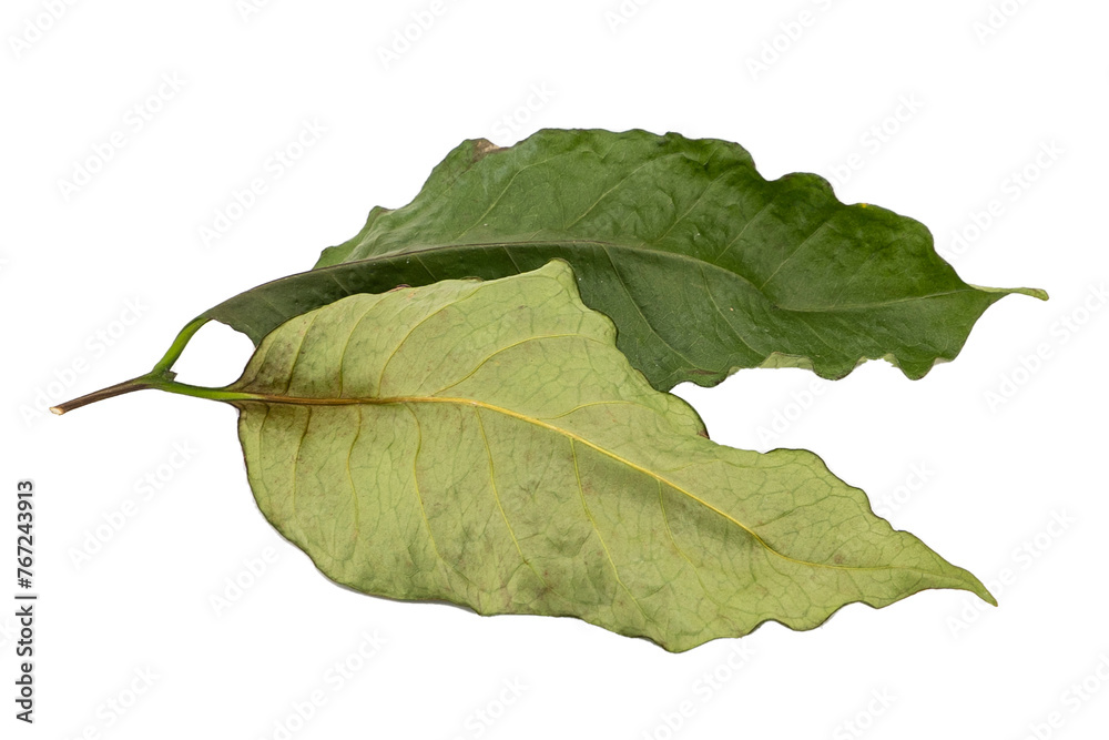 dry leaves on white background dry leaves on white background