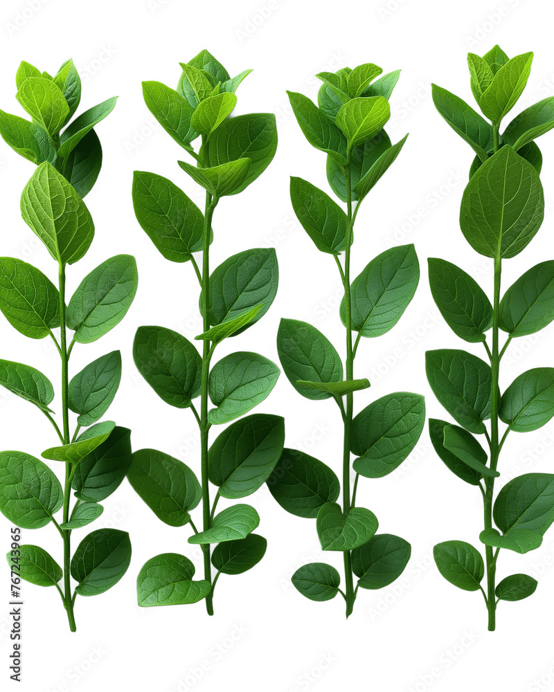 Set of Green Vines leaves isolated on transparent or white background