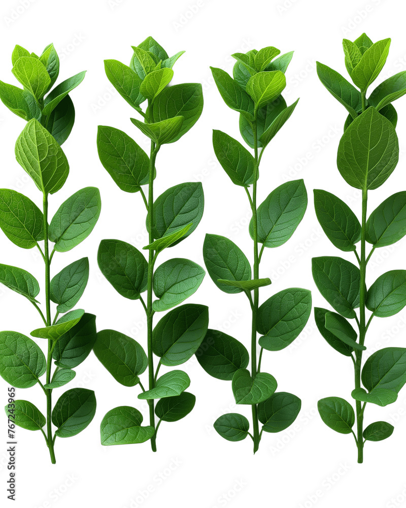 Set of green twigs with leaves with vertical line isolated on transparent or white background. Design element for invitation and cards Set of green twigs with leaves with vertical line isolated on transparent or white background. Design element for invitation and cards