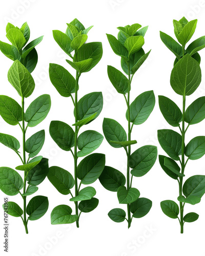 Set of Green Vines leaves isolated on transparent or white background