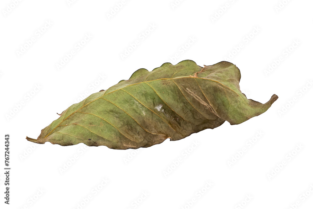 dry leaves on white background dry leaves on white background