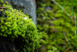 Bright green moss close-up in the forest with blurred background 