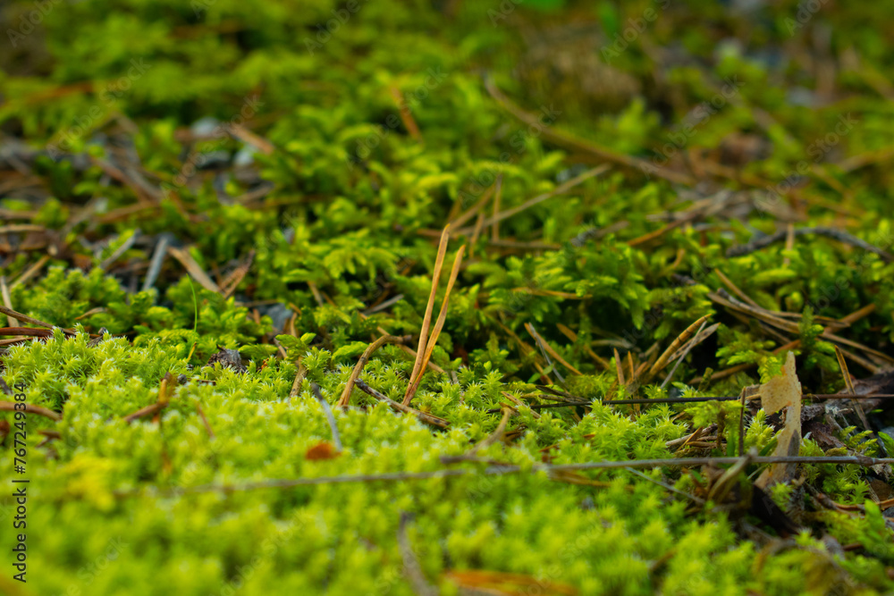 Bright green moss on the ground in the forest close-up Bright green moss on the ground in the forest close-up