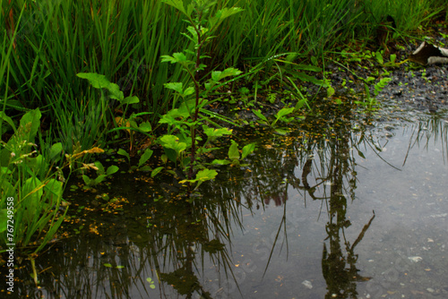 Grass reflected in a puddle after rain